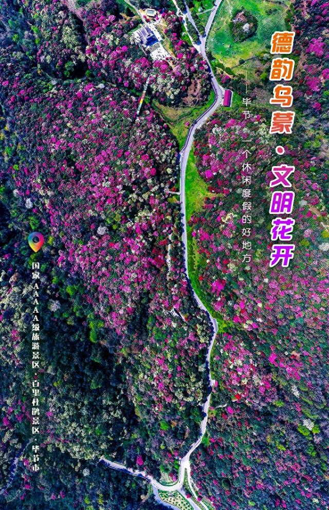 一周一图 ｜ 贵州毕节：国家AAAAA级旅游景区·百里杜鹃景区·毕节市