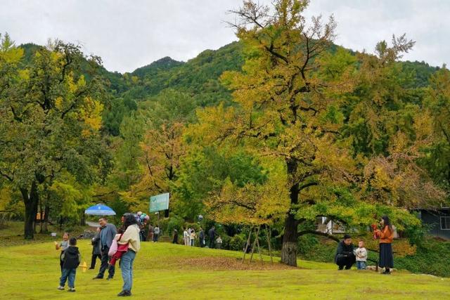 银杏染秋，邂逅徽县田河村的千年金色浪漫