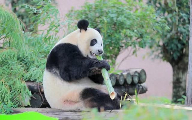 今天，扬州世博园熊猫馆正式向游客开放