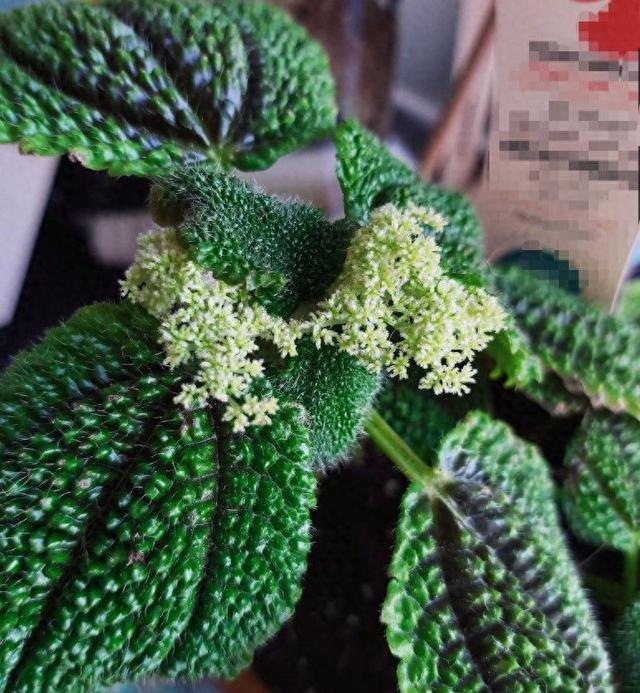皱叶冷水花介绍（养在阴凉潮湿处的皱叶冷水花）