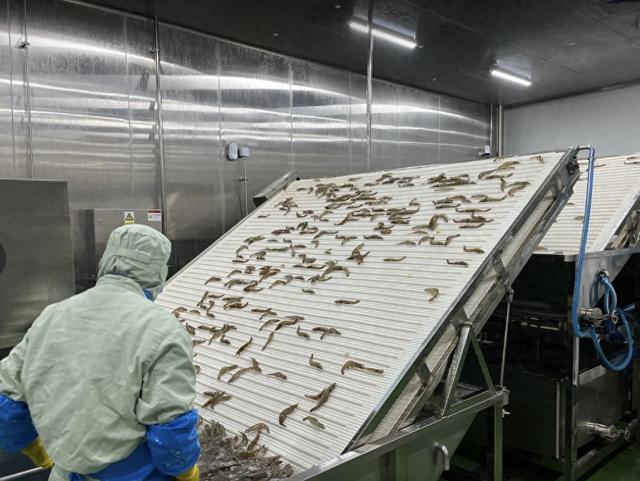 卖爆国产白虾 ，直播机构与工厂做对了什么
