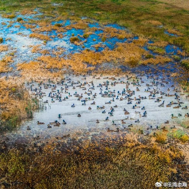 崇明国际湿地城市邀你打卡！