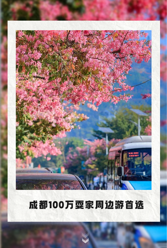 美疯了！高铁直达“四川小三亚”，花海开爆！草莓按盆吃，烧烤香迷糊！