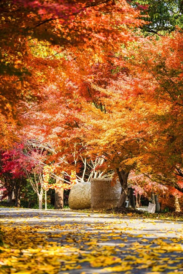 限时半价！上海这个公园12000株枫树正值最佳观赏期→