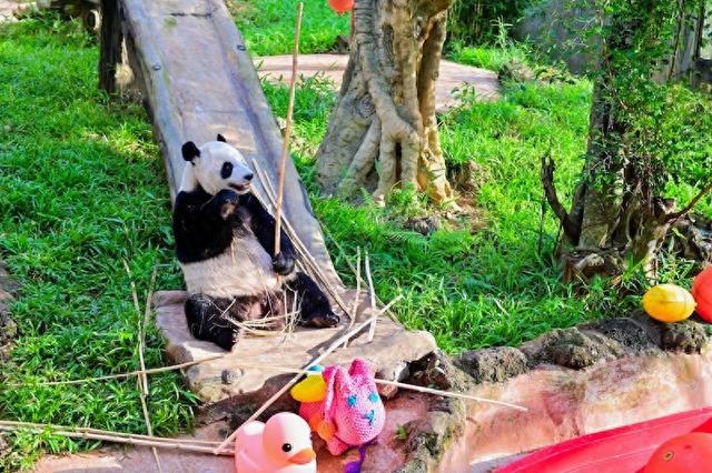 贡贡、舜舜登岛七周年，海南热带野生动植物园举办纪念活动