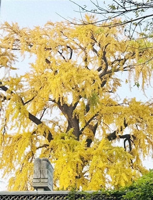 谁拍谁出圈！青岛城阳法海寺千年银杏 “满树金”，最佳观赏期打卡正当时