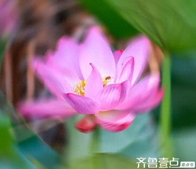 壹点号·秀山东|大明湖的荷花之美，早已融入济南的城市灵魂