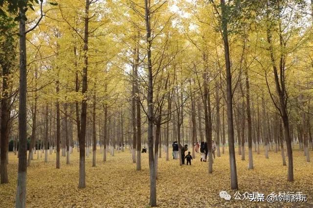 全部免费！渭河南河堤路赏秋攻略大全，那风景简直美爆了！