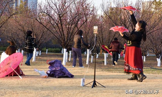 千金梅岭：红梅绽放喜迎元旦