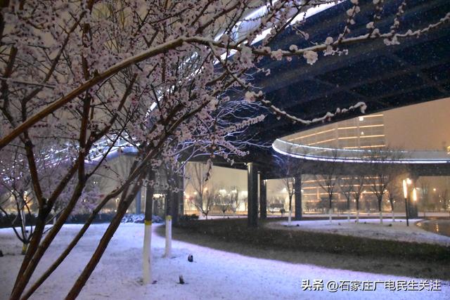 雪落枝头 邂逅石家庄公园罕见春景