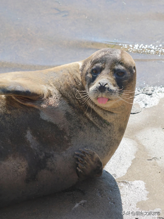 【乐游烟台】打卡海豹湾，烟台人有自己的肥美QQ肠~