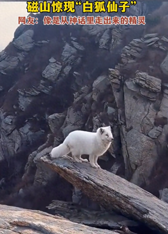 山东烟台，磁山惊现“白狐仙子”，网友：像从神话里走出来的精灵