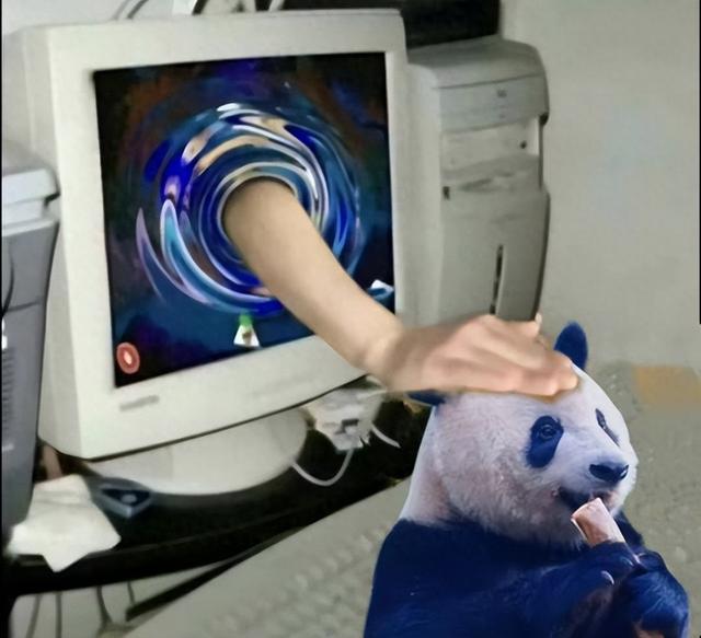 和大熊猫贴贴这一块，雅安还是太权威了！