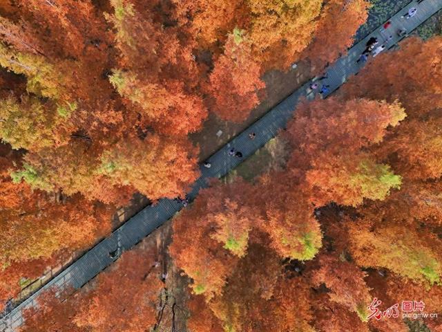 缤纷林间赏冬景