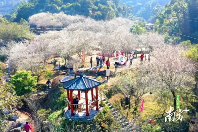 来里洞镇，遇见“梅”好生活