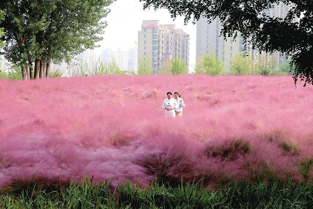 粉黛花海醉游人