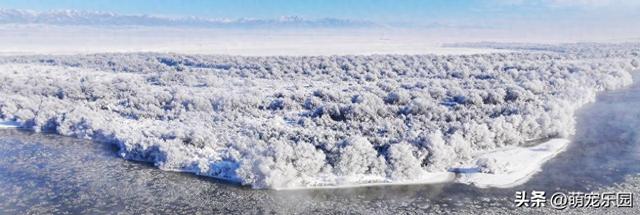 新疆寒冬变水晶王国，塔里木河畔冰霜奇景，游客直呼太震撼了