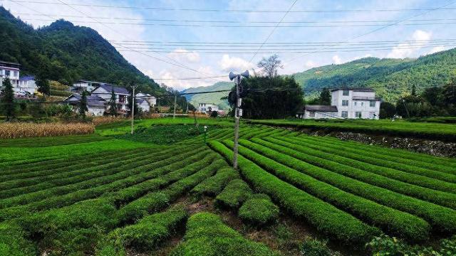 鹤峰太平：茶园秋色