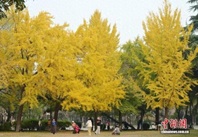 河北石家庄秋韵浓