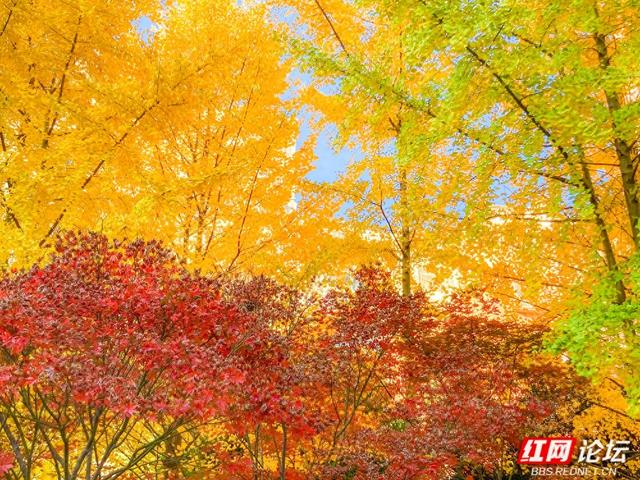 安乡深柳晨行记：踏在颜料上的初冬