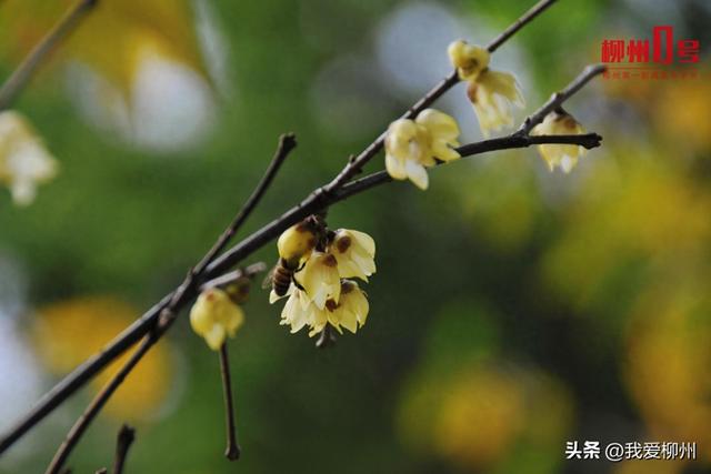 暗香浮动！柳州这的蜡梅开啦，盛花期就在→