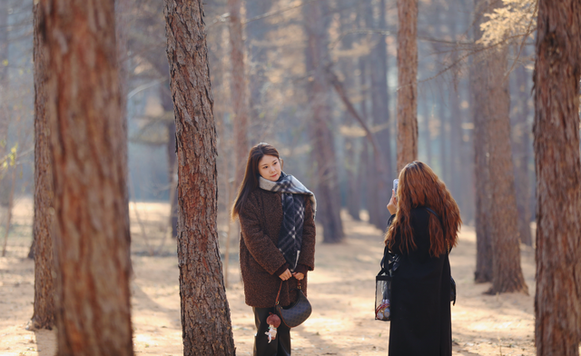 来哈尔滨欧亚之窗赏松林秋景