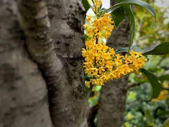 桂花闻起来香，吃起来也“香”，但千万不能随便吃！