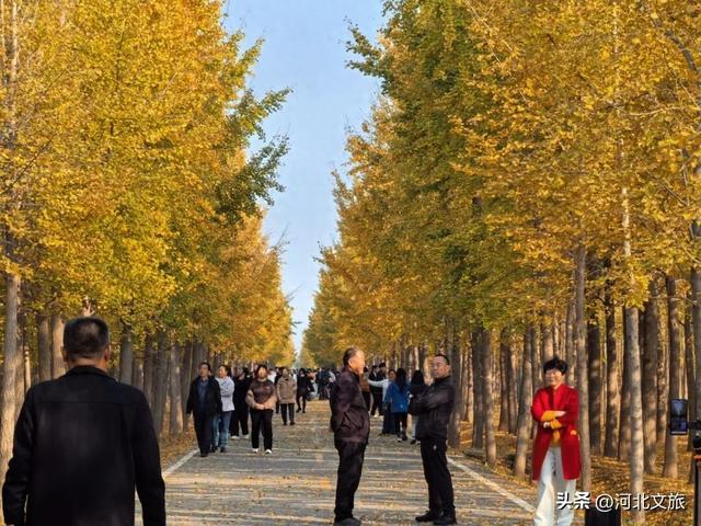 藏不住了！河北邯郸这片 “黄金海” 已上线，错过再等一年！