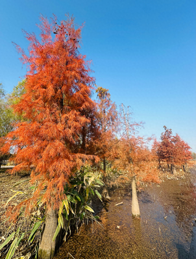 西湖湿地看水杉