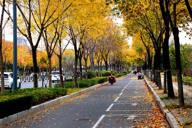 临沭开启“落叶缓扫”模式留住城市秋季美景