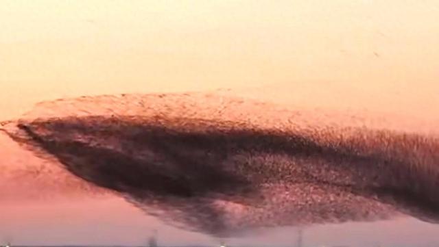 从鸟浪化鲲火爆全网，推荐这几个国内观鸟的神级景点，赶快去吧！