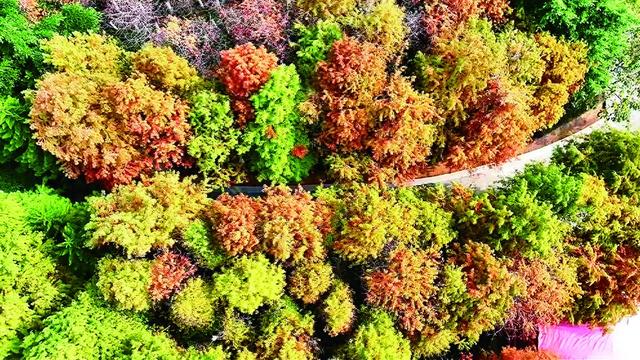 邂逅落羽杉的诗意之美