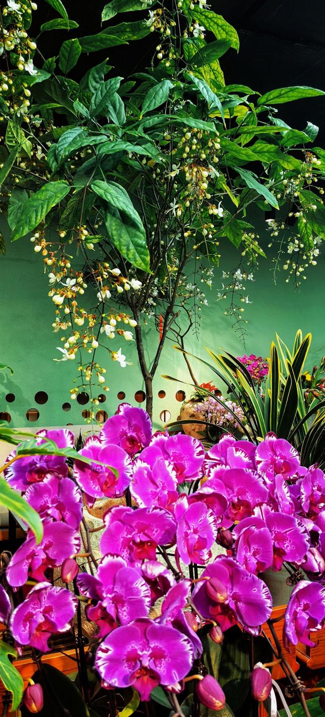 藏在秦岭花世界里的「森系秘境花店——花缘集」，来了就不想走！