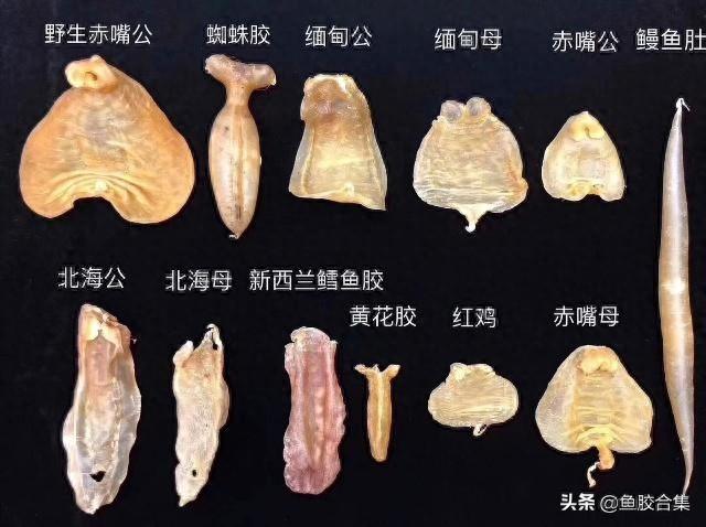 南美花胶和新西兰花胶 2026年南美花胶和新西兰花胶的区别