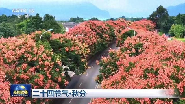 新闻联播聚焦通济秋色！榕城路栾树美到“出圈”