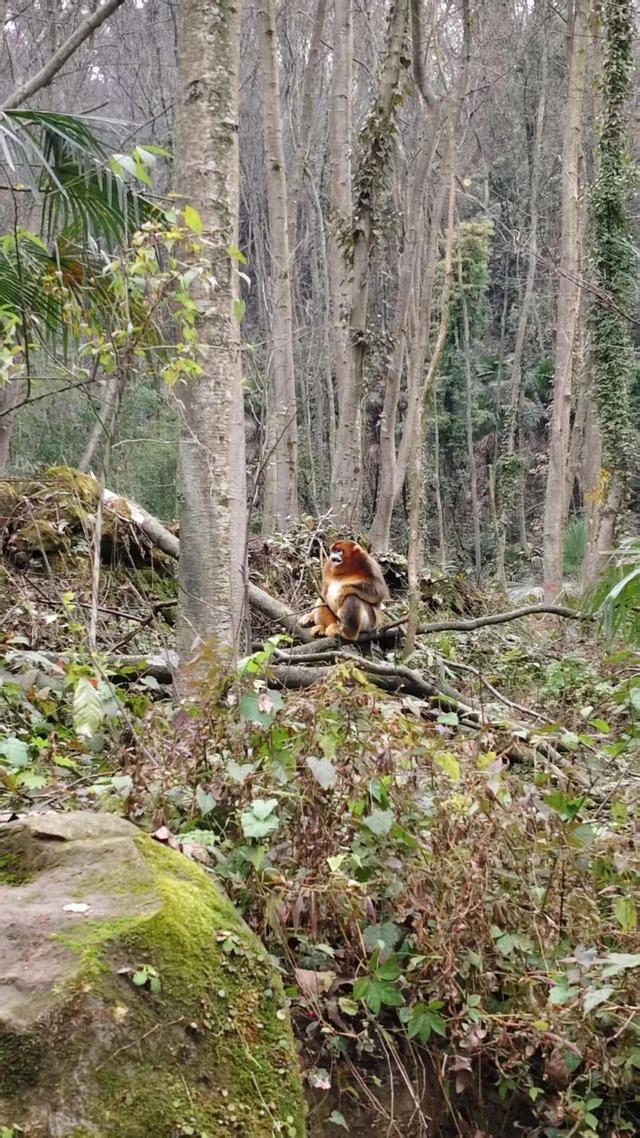川金丝猴现身什邡洛水仙居山