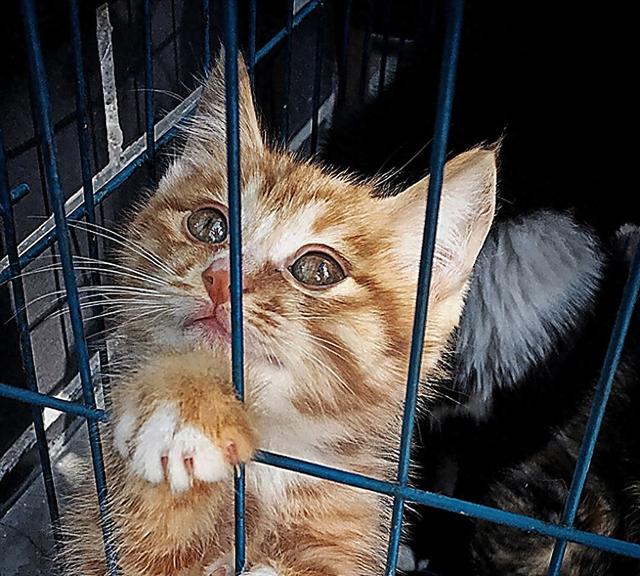原来把猫“关在家里”一辈子，对它来说，意味着这些