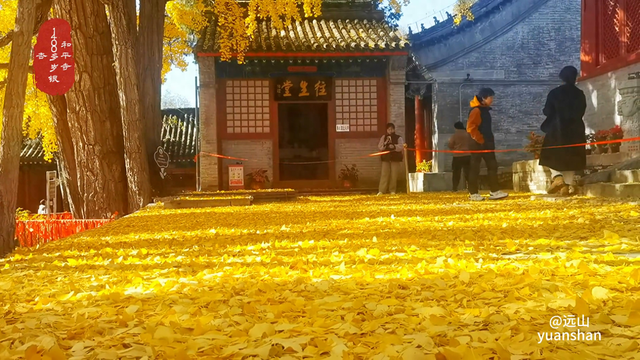 千年古刹银杏黄，和平寺1400岁古银杏披金甲。