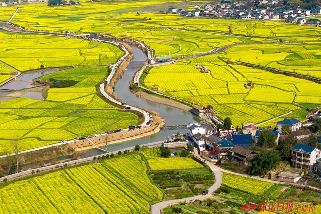 图说 | 金色花海迎客来 稻香诗田春意浓