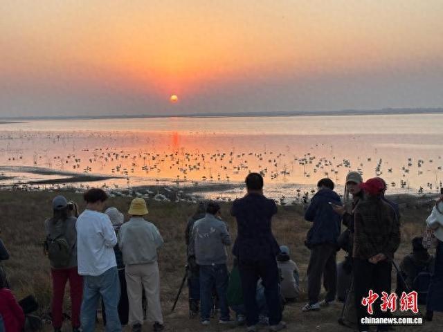 “中国候鸟小镇”迎观鸟热潮