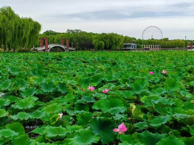 石家庄植物园的初秋