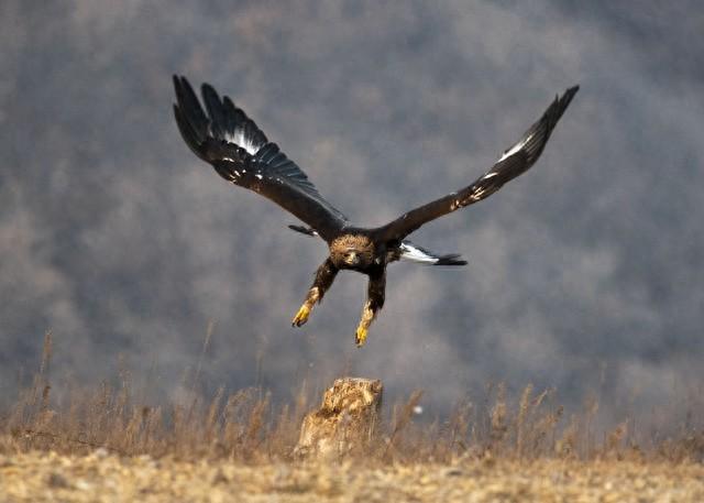 丛林冒险之五攻略（象谷迷踪0丛林冒险）