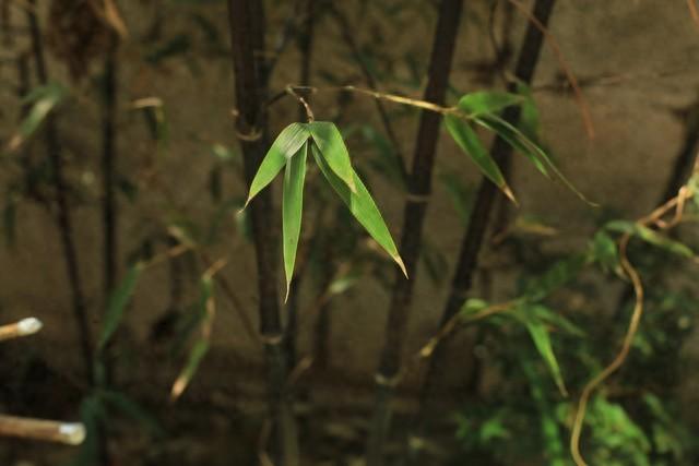 属虎的人，一定要躲开这个人，是你一辈子的克星，一定要远离他！