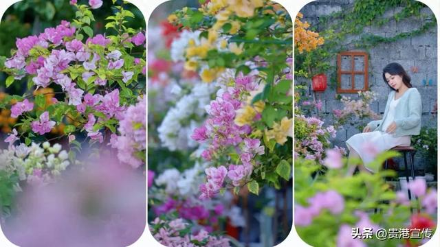 美呆了!贵港这里藏着一处赏花胜地,出片率100%