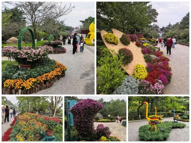当“菊”者迷！这片花海何以“秋香醉人”