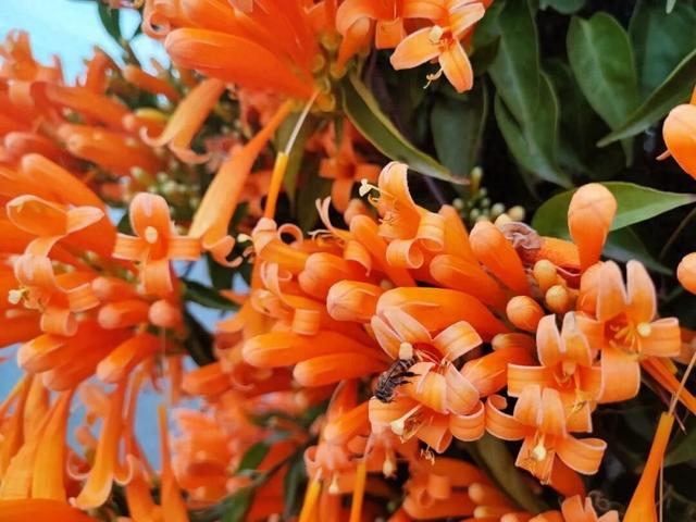 江门惊现“橙红瀑布”！马上解锁冬日限定→