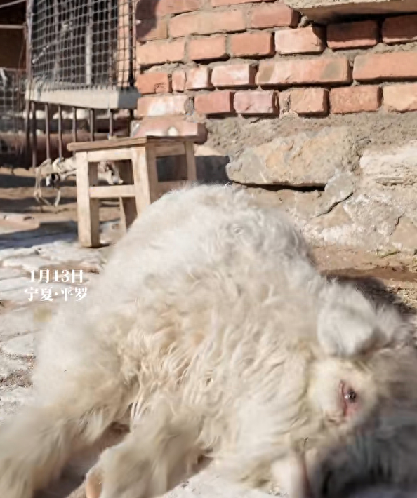 装死小羊身价飙至30万，主人仍拒绝售卖，取名“羊肉串”；专家：系因遗传缺陷，并非“演技在线	”