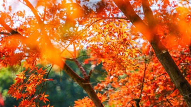 赵妃蓉：最是人间好时节