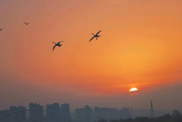 河南三门峡：天鹅湖晨曲