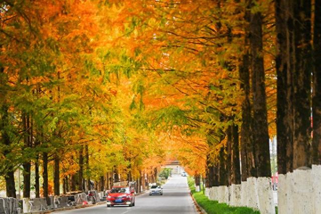 国道319线层林尽染绘就绝美 “公路画廊”